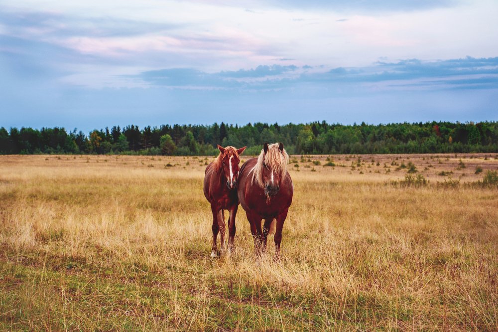 Photograph by Светлана Перминова
