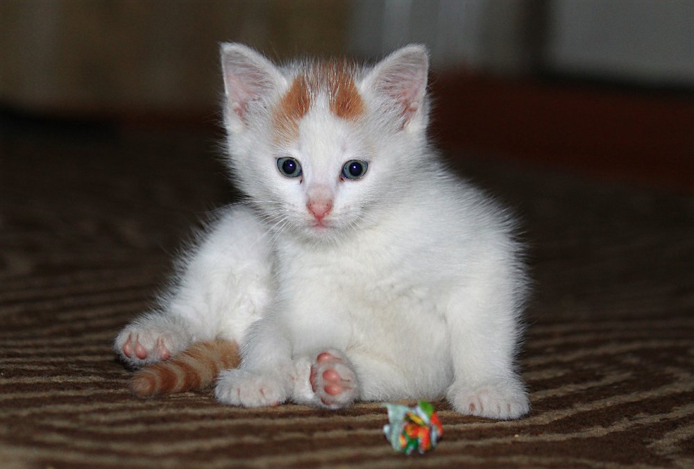 Photograph by Алексей Федулов