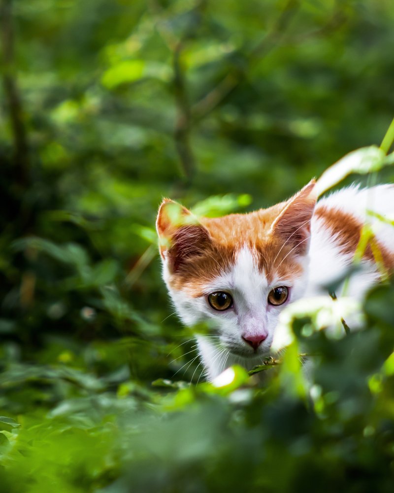 While waiting for the hunt