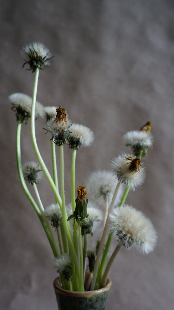 Фотография автора Алина Прищепа