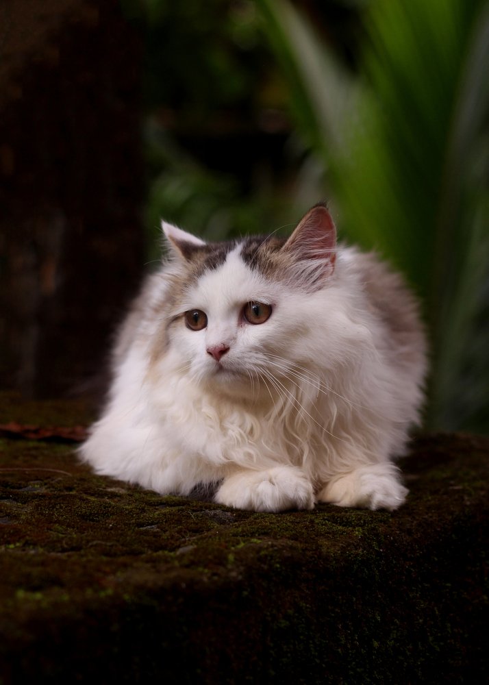 Photograph by Rijas Galleria