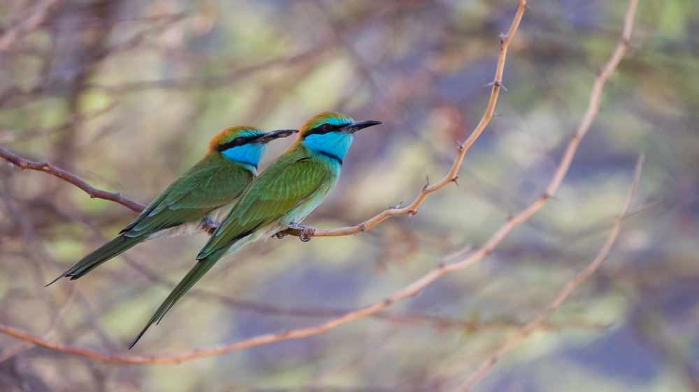 Фотография автора Gopal Sutar