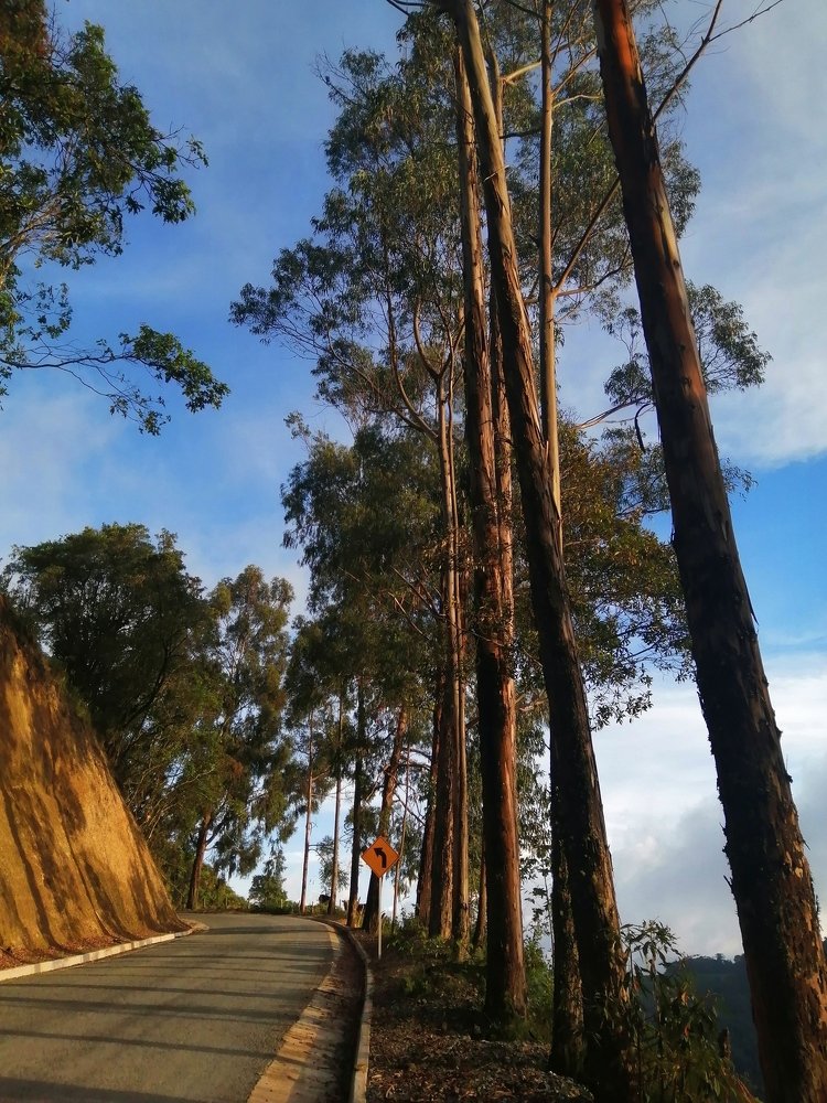 Árboles