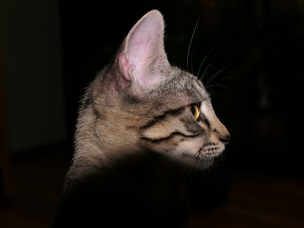 Photograph by Елена