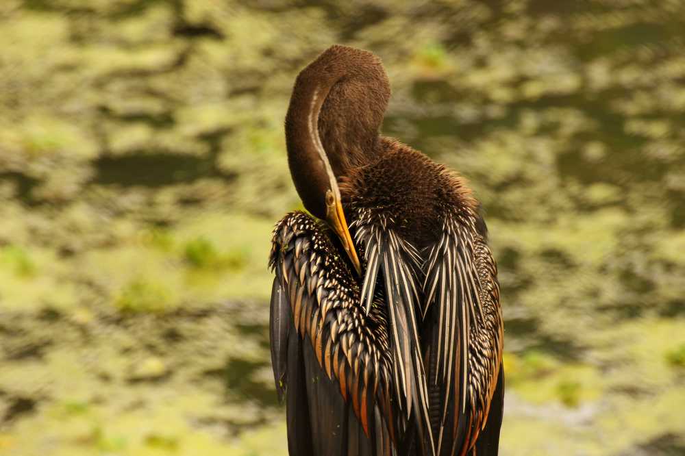 Photograph by Seethal Jose Anu