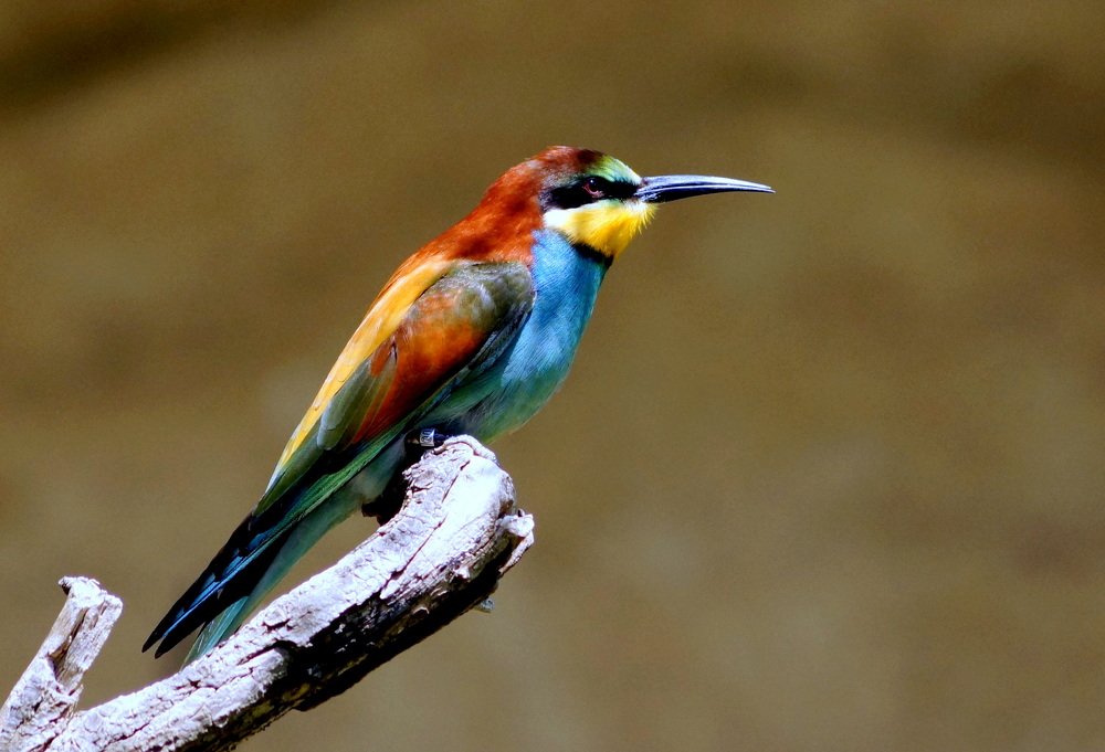 Разноцветный.