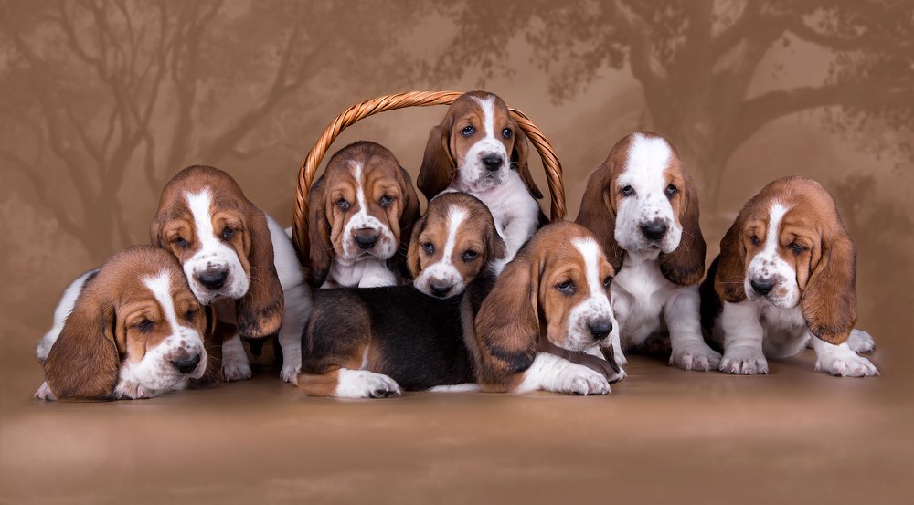 Маленькие охотники