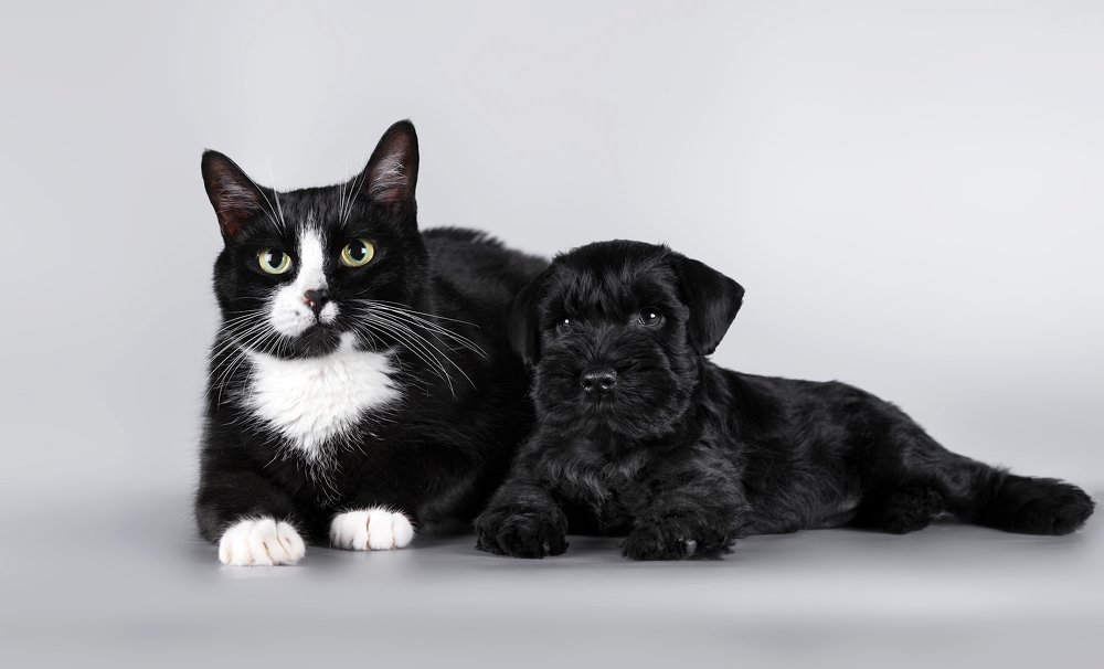 Кот и пес