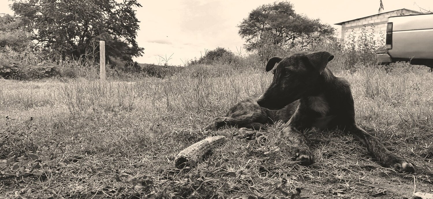Photo #5002136