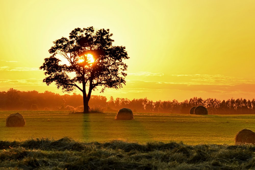 Sunset over field, Latvia