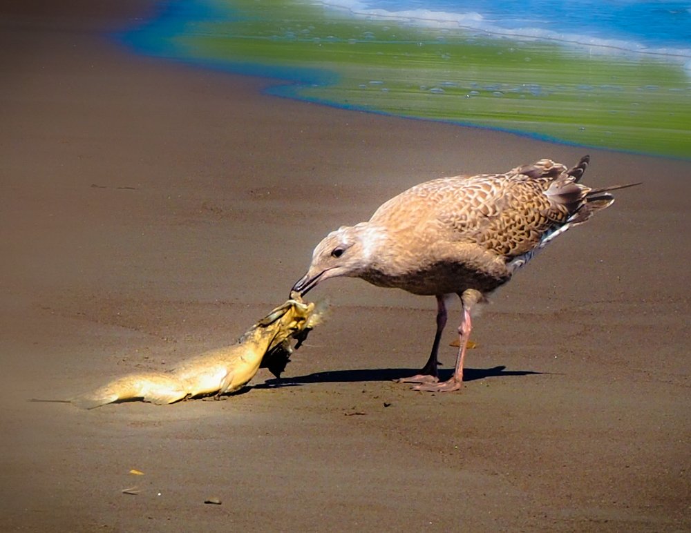 Фотография автора Olena Vorotyntseva