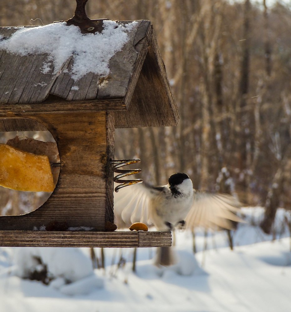 Фотография автора Olena Vorotyntseva