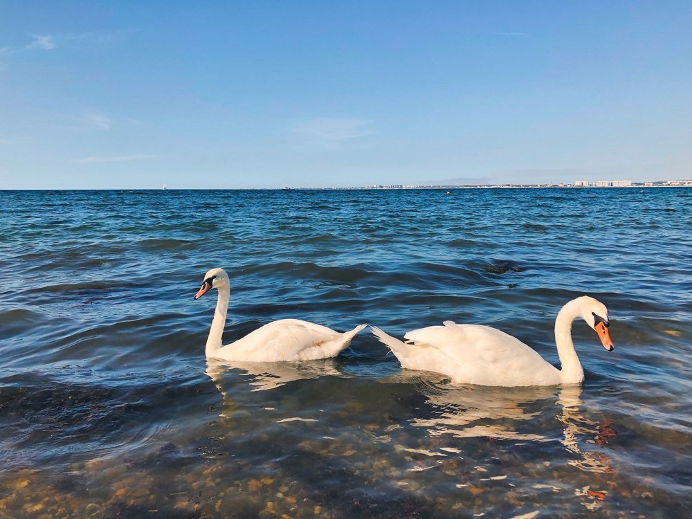 Swans