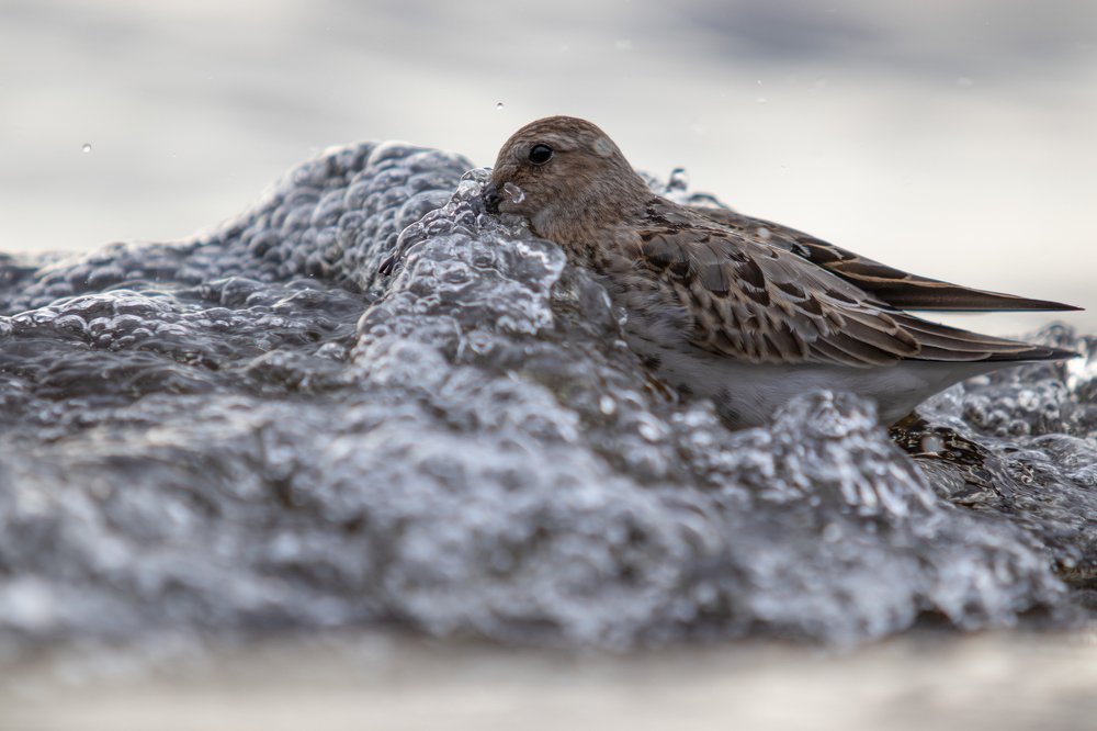 Сквозь волны и ветер