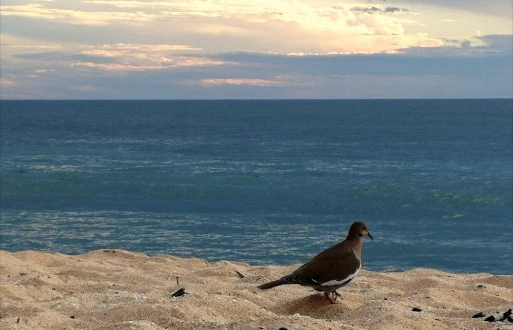 Фотография автора GABRIEL PEÑA