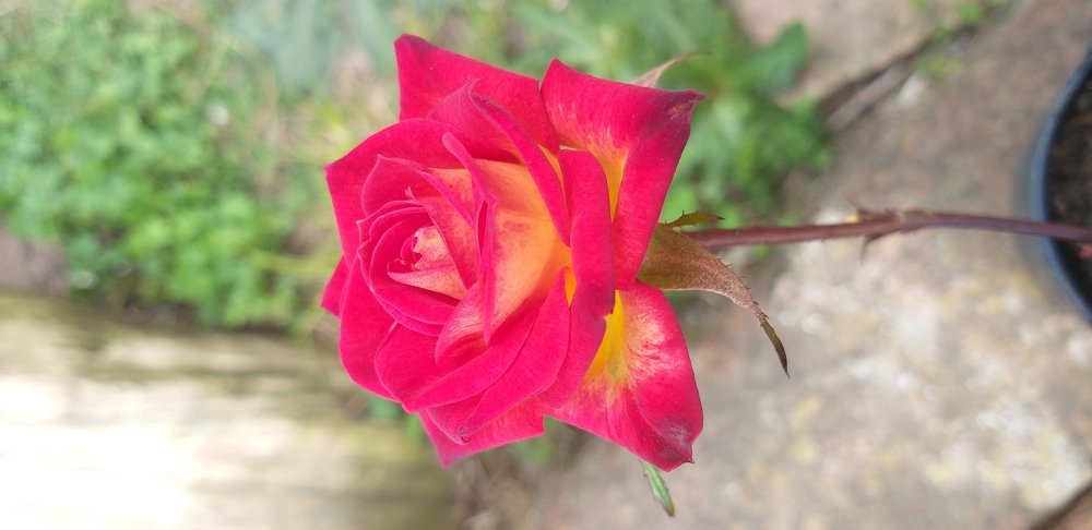 Photo #5002498