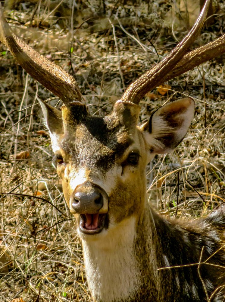 Photograph by Susmita Paul