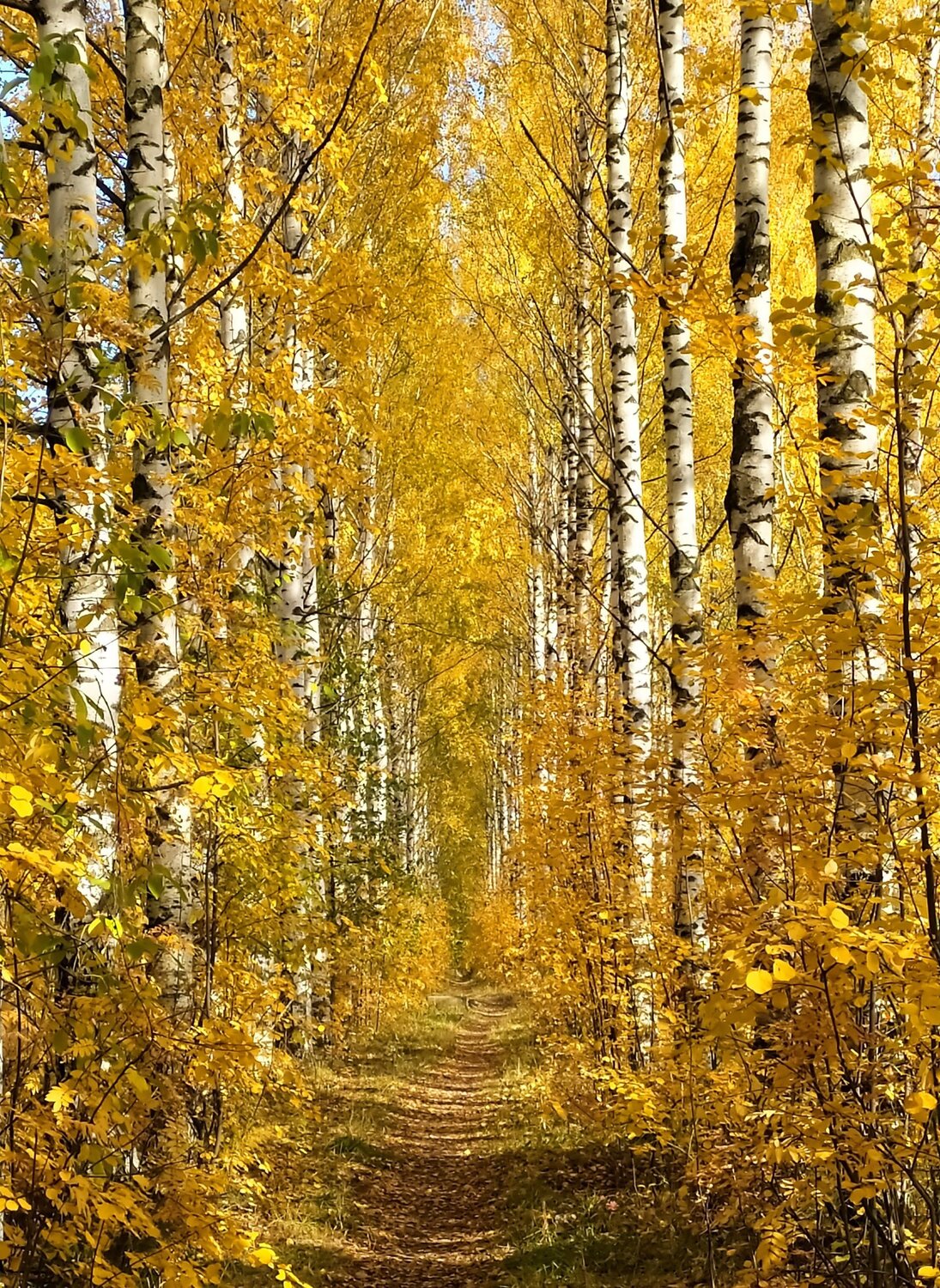 Золотая аллея.