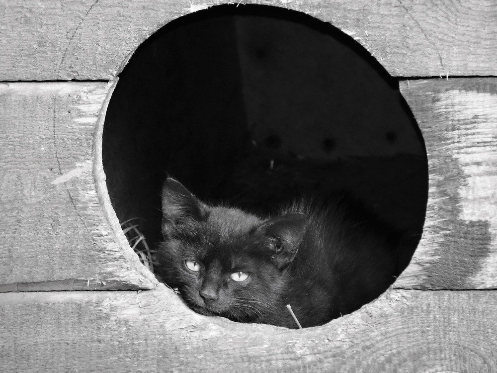 Photograph by Елена Стрельцова