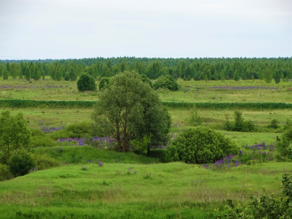 Photograph by Елена Стрельцова