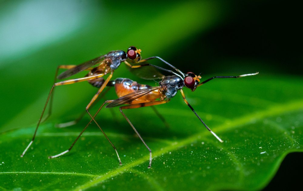 Photograph by Pinak Paul