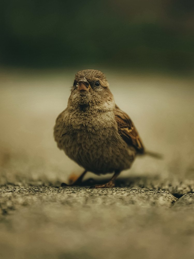 Photograph by Владимир Кульбит