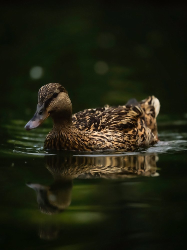 Photograph by Владимир Кульбит