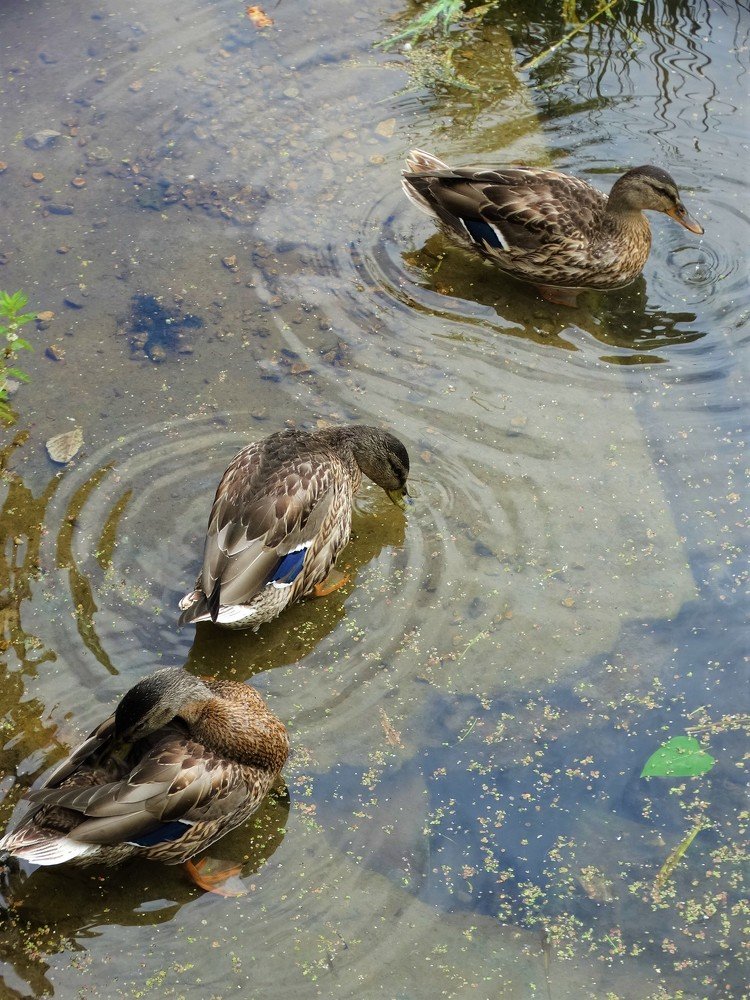 Photograph by Елена Стрельцова