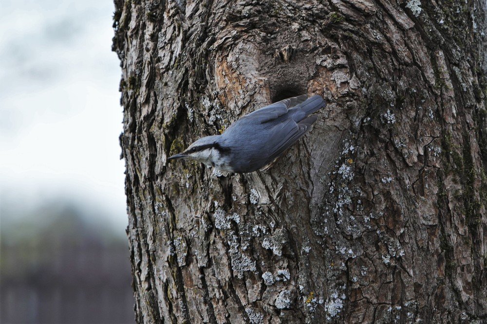 Dzilnītis (Sitta europaea)