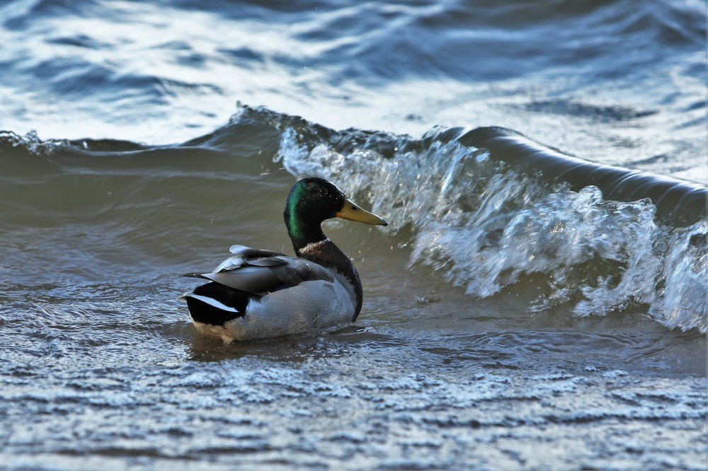 Photograph by Alvils Baltins