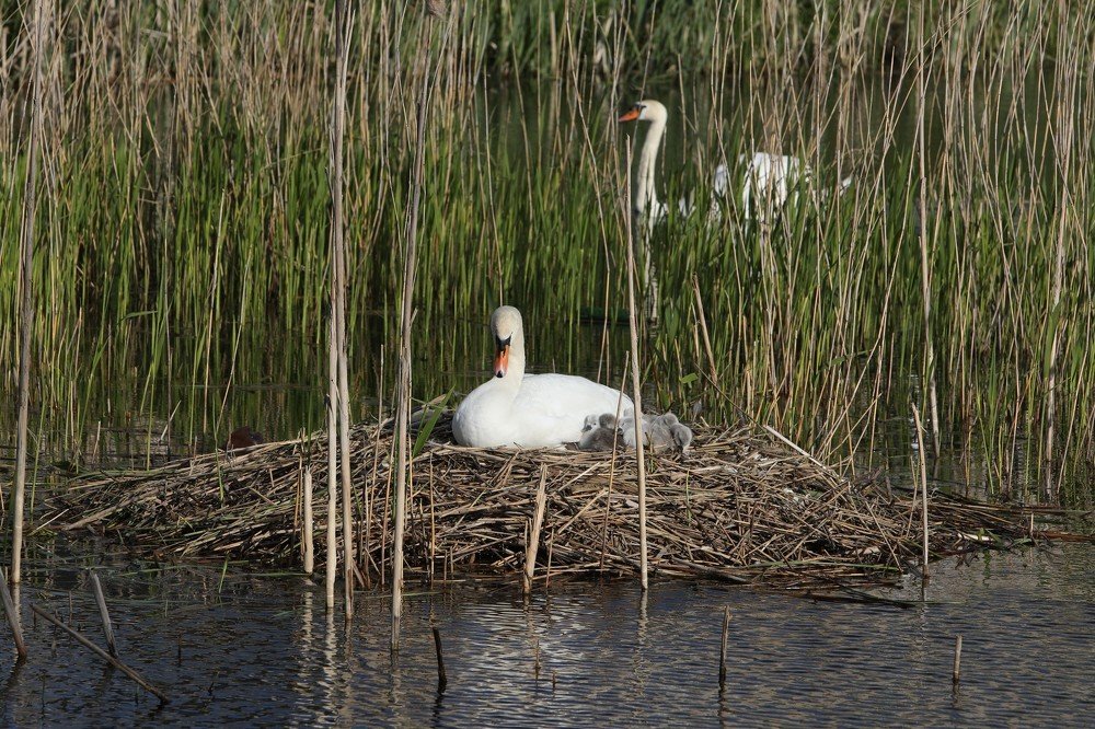 Photograph by Alvils Baltins