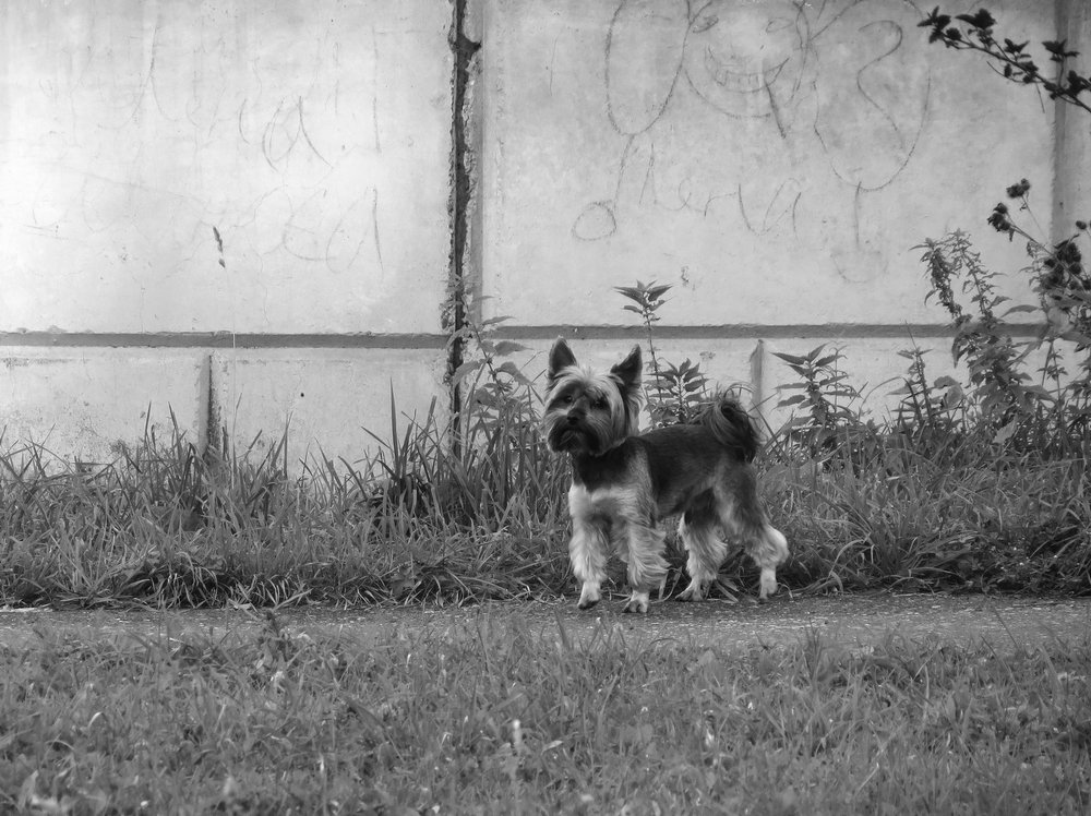 Слон и моська