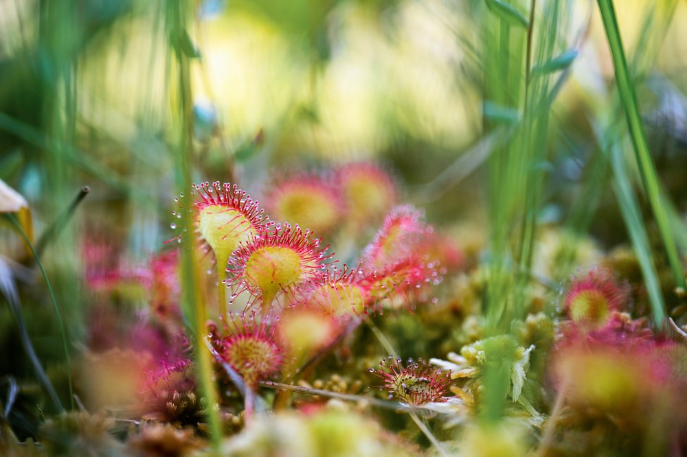 Семья росянок