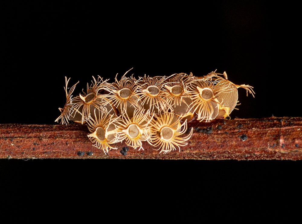 Photograph by Pinak Paul