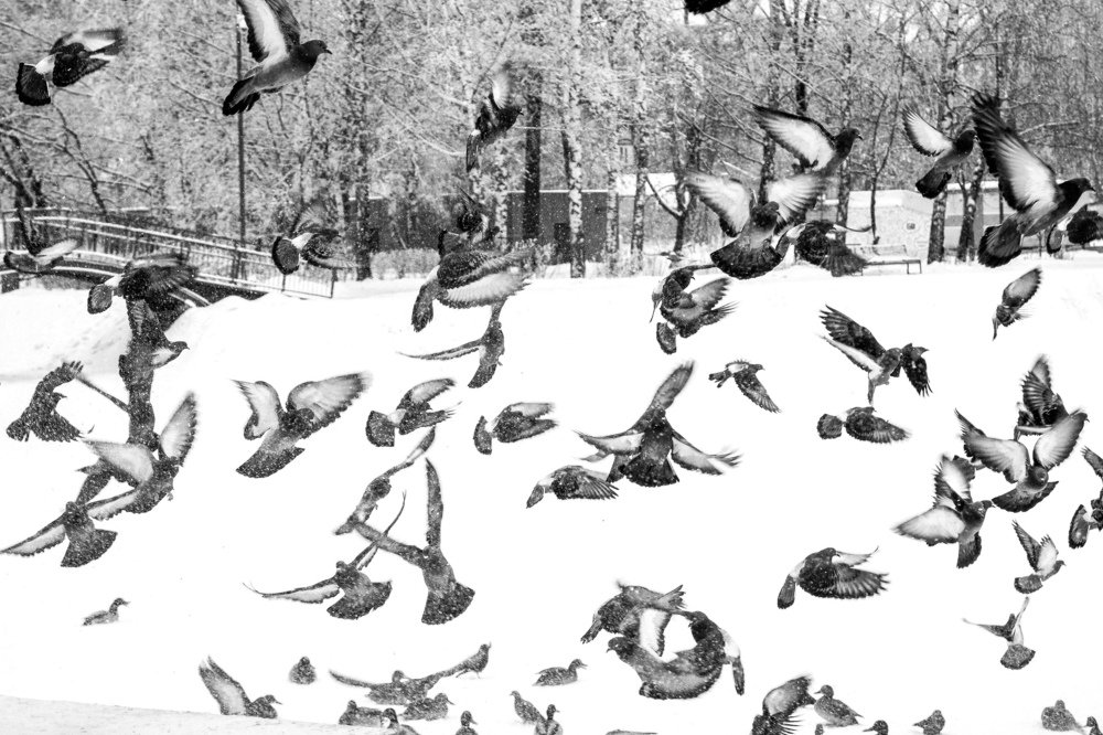 Photograph by Эльвира Сагдиева