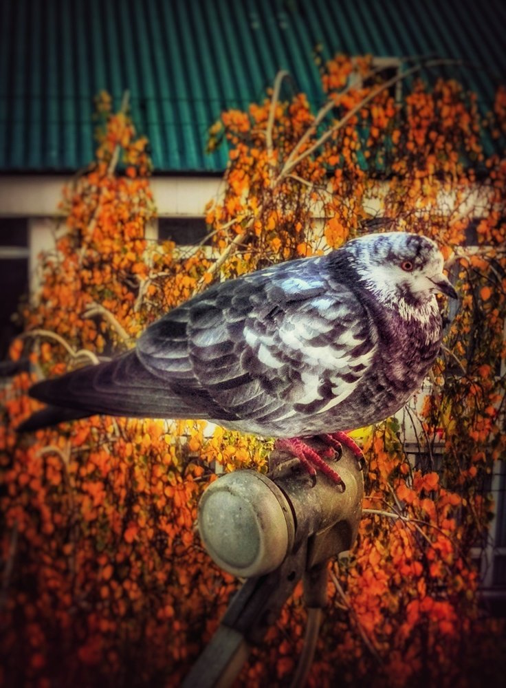 Photograph by Оксана Маракушина