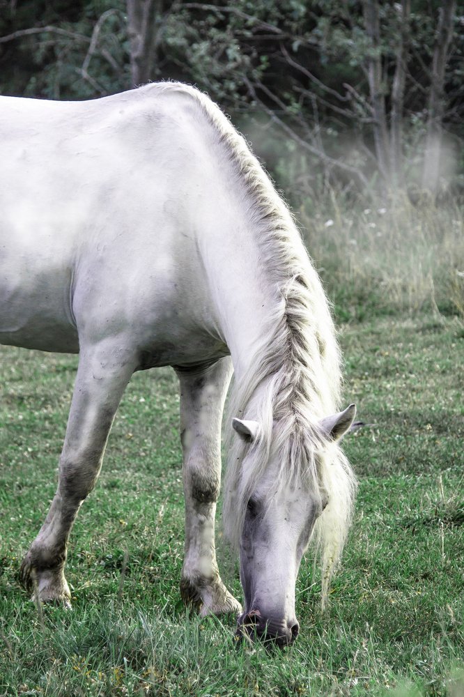 Лошадь белая на траве