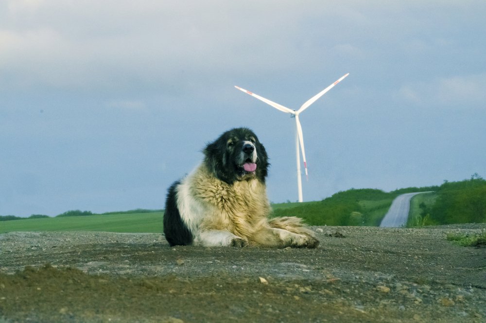 бродячий пес