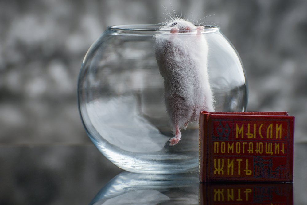 Photograph by Алексей Михайлов