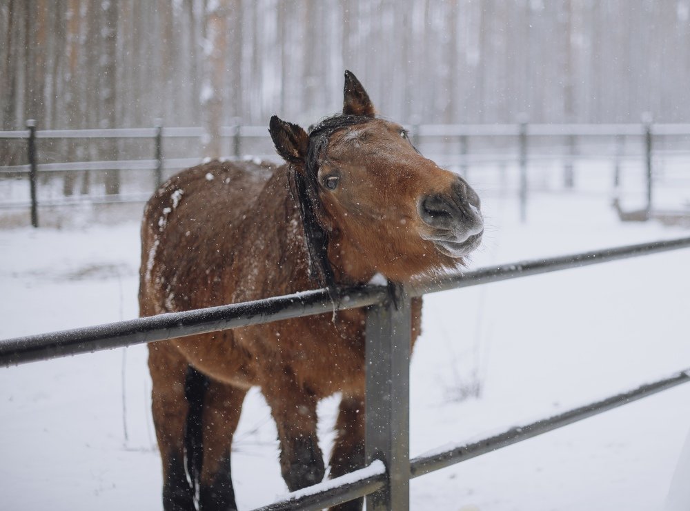 Photograph by Надежда Тенетко