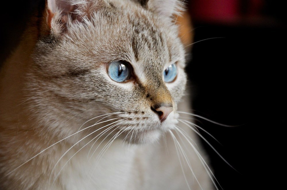 Photograph by Надежда Тенетко