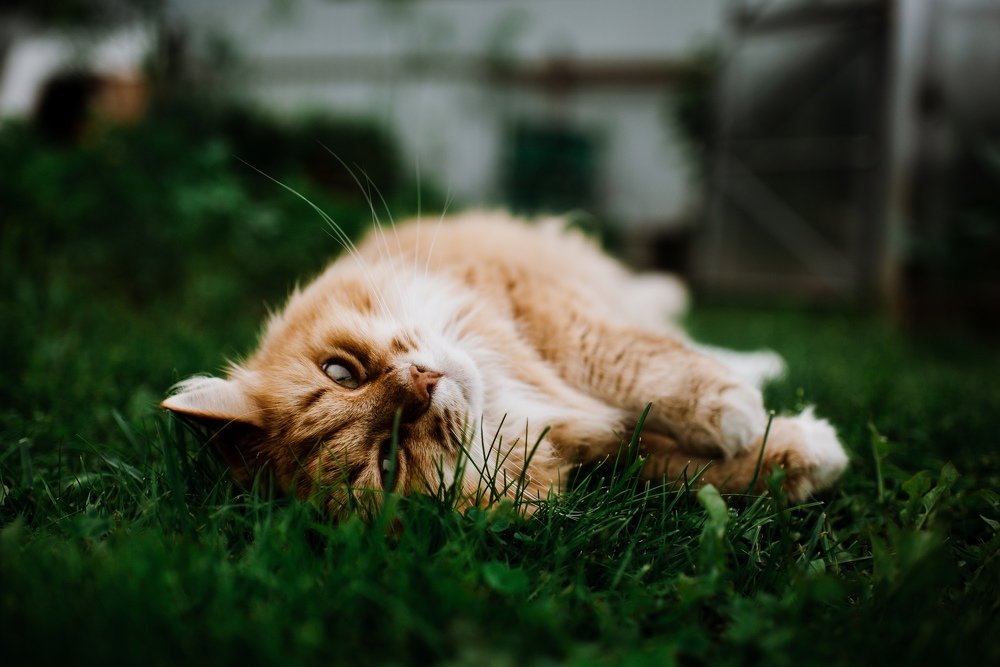 Photograph by Надежда Тенетко