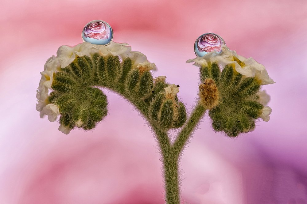 Photograph by António Manuel de Pereira