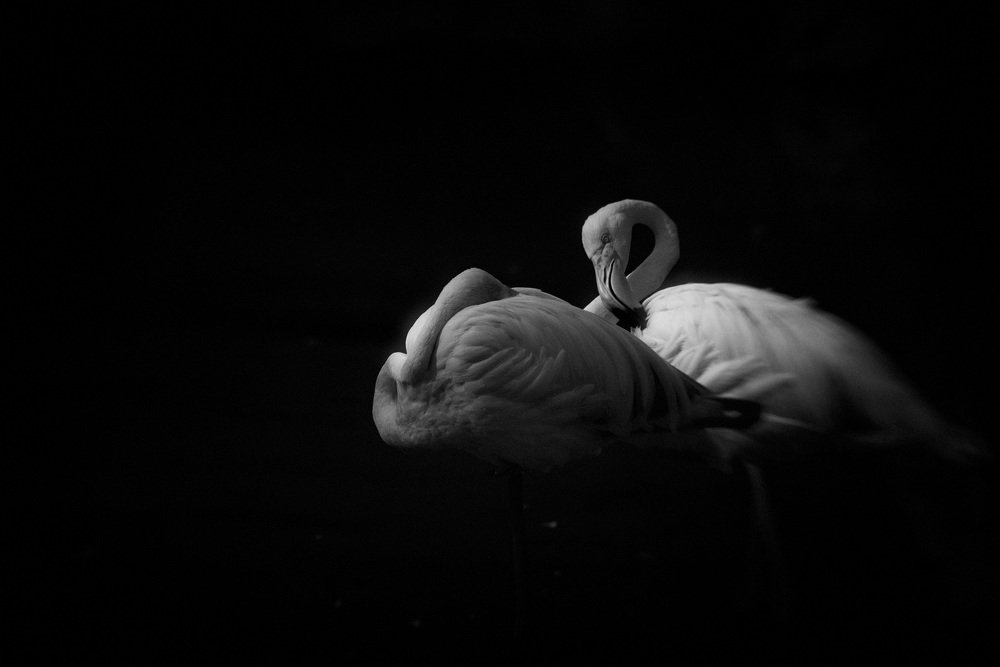 Photograph by abbas valadi