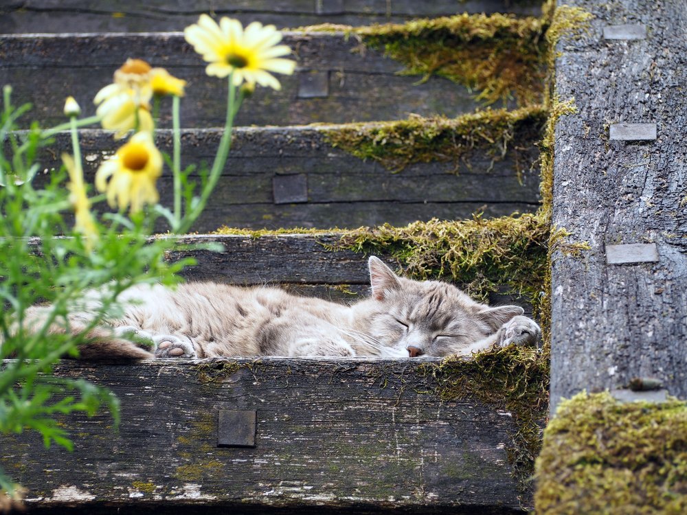 Фотография автора Denes Doma