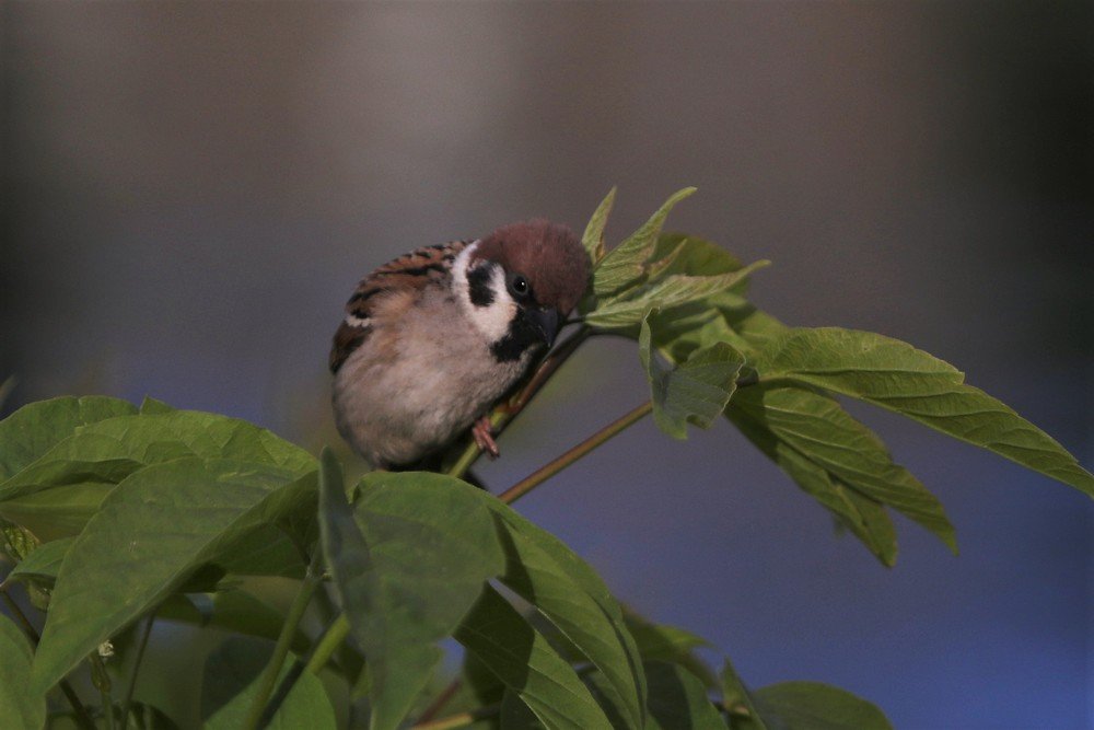 Photograph by Alvils Baltins