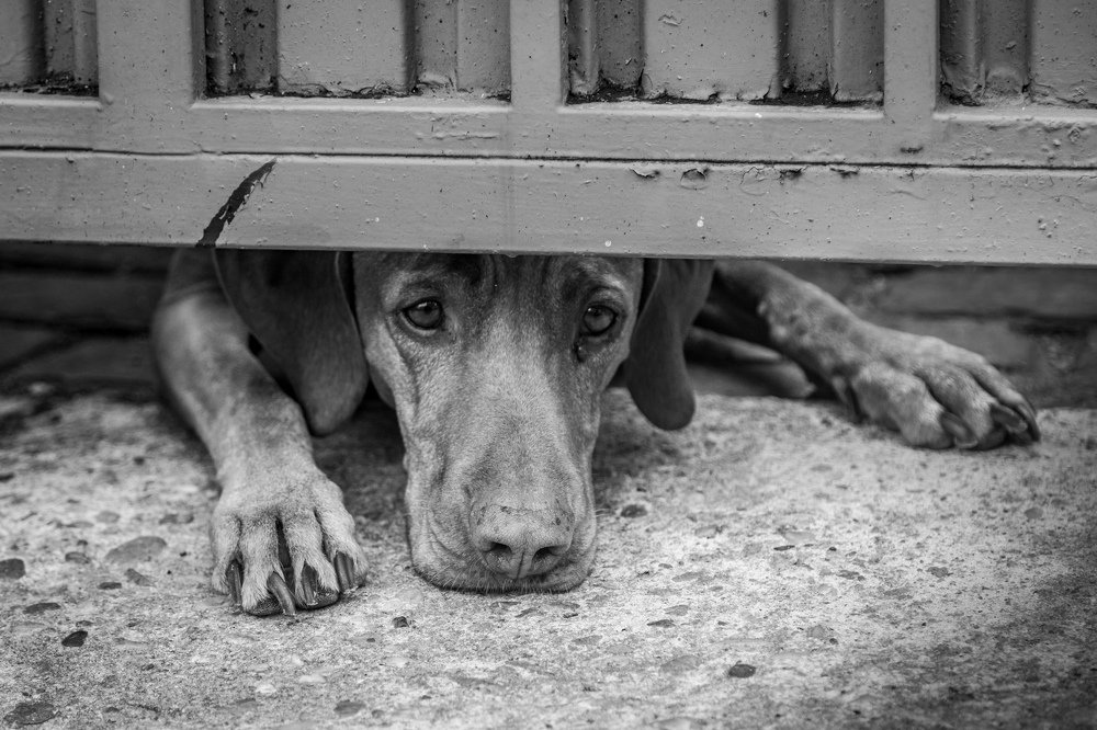 Photograph by Dzintra Zvagina