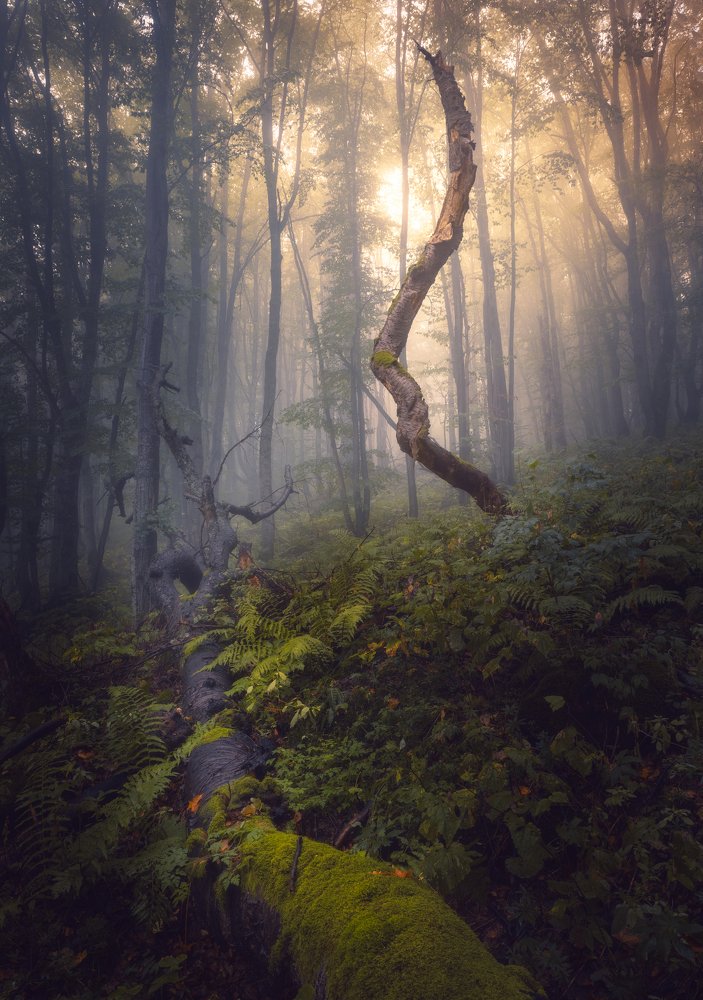 Фотография автора Nikolay Ivanov