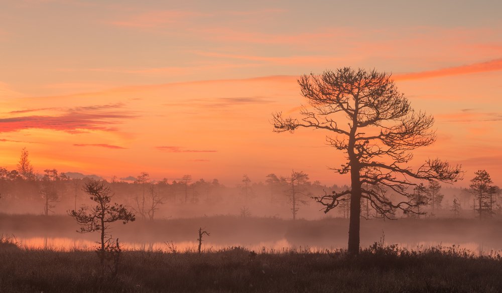Photograph by Элвис Антсон