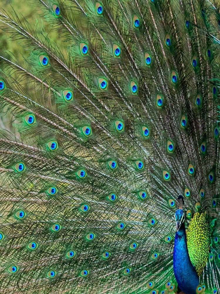 Indian Peafowl